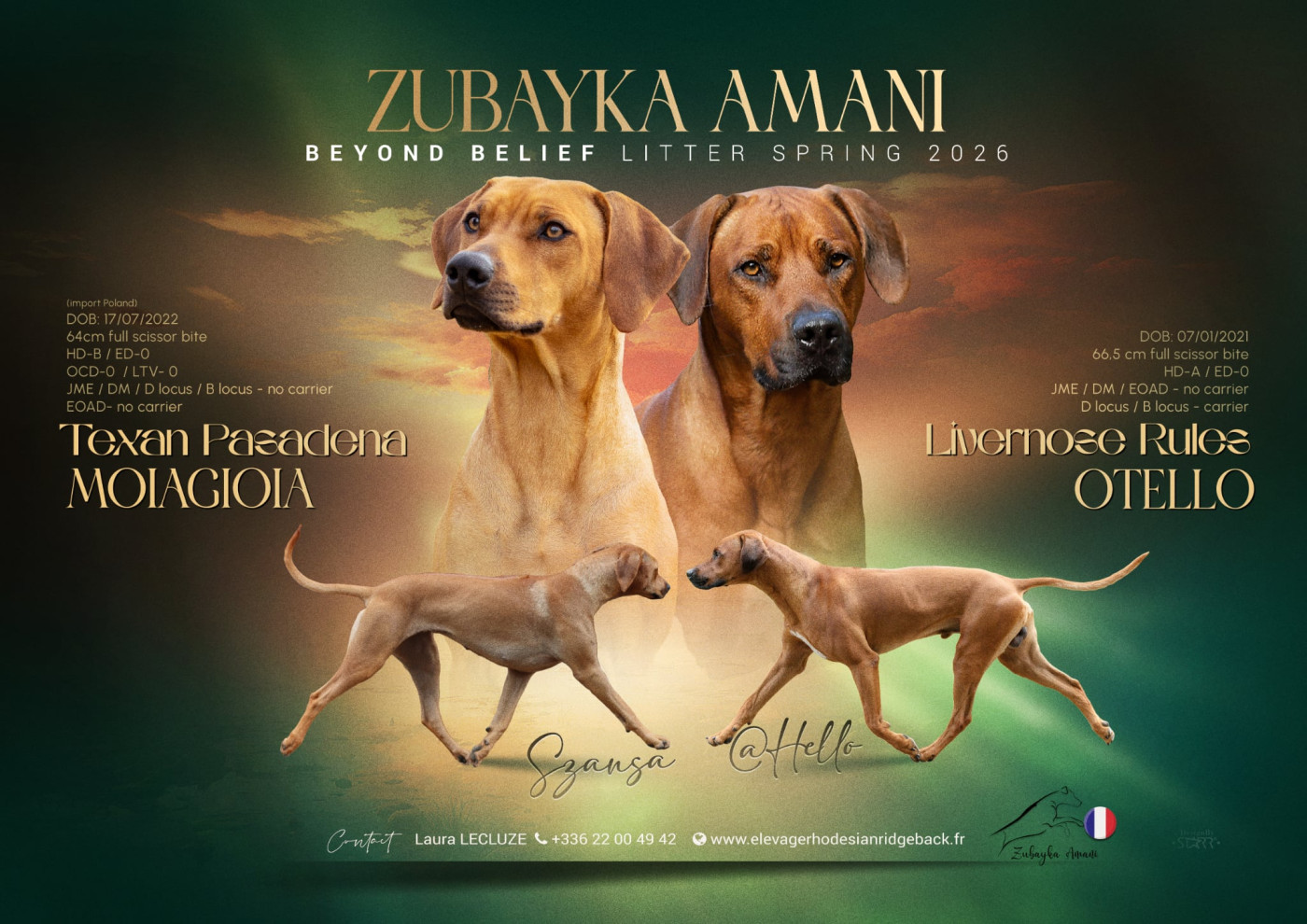 Zubayka Amani - Rhodesian Ridgeback - Portée née le 04/04/2026