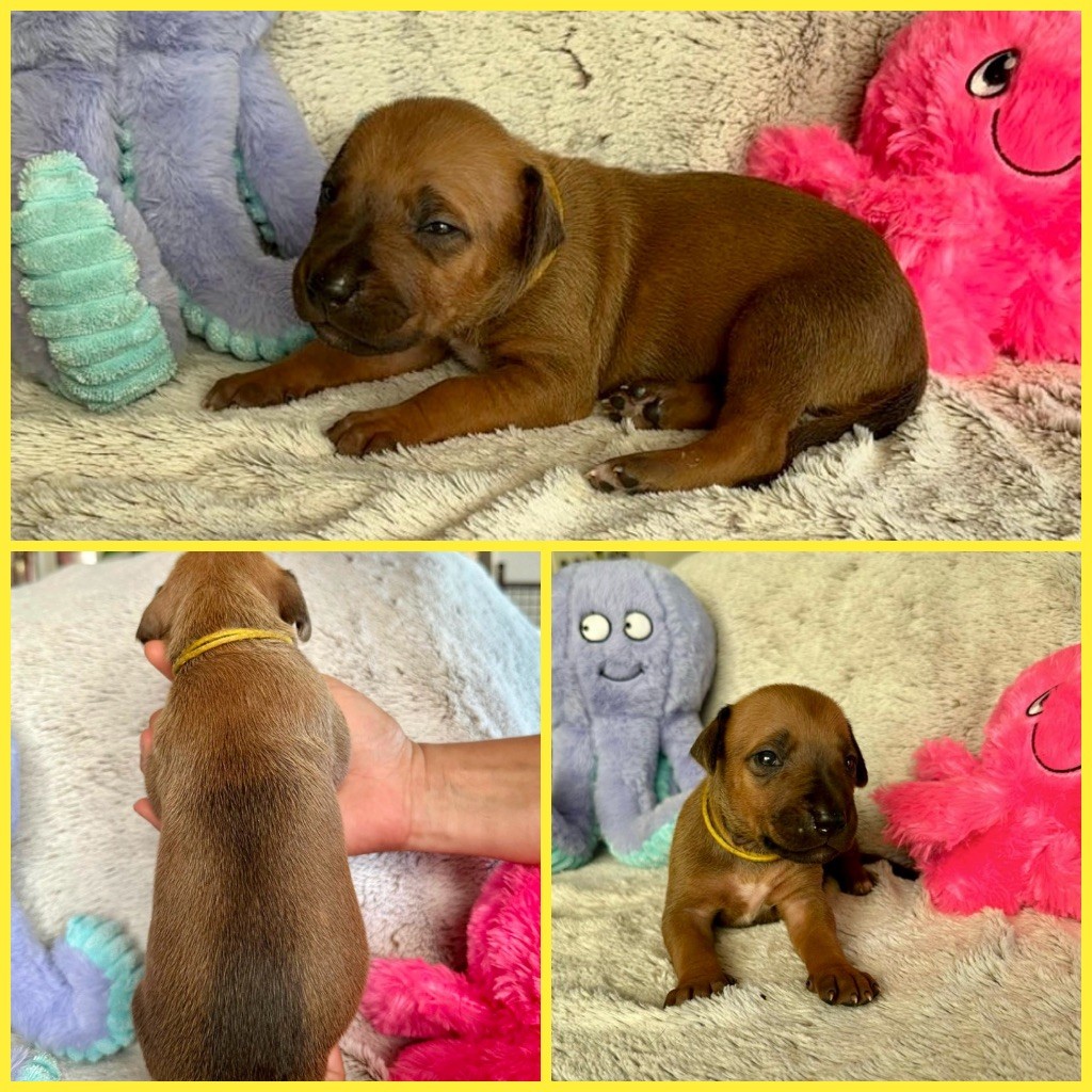 Zubayka Amani - Chiots disponibles - Rhodesian Ridgeback