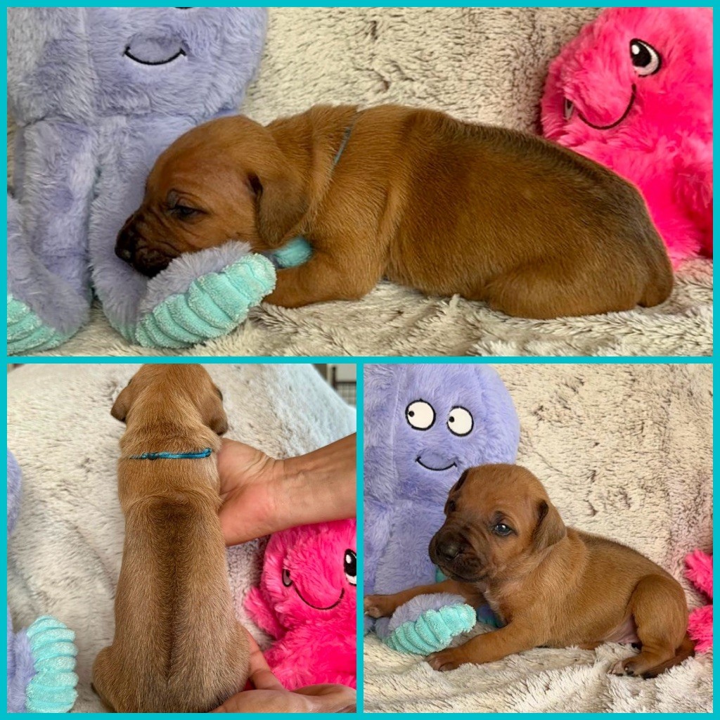 Zubayka Amani - Chiots disponibles - Rhodesian Ridgeback