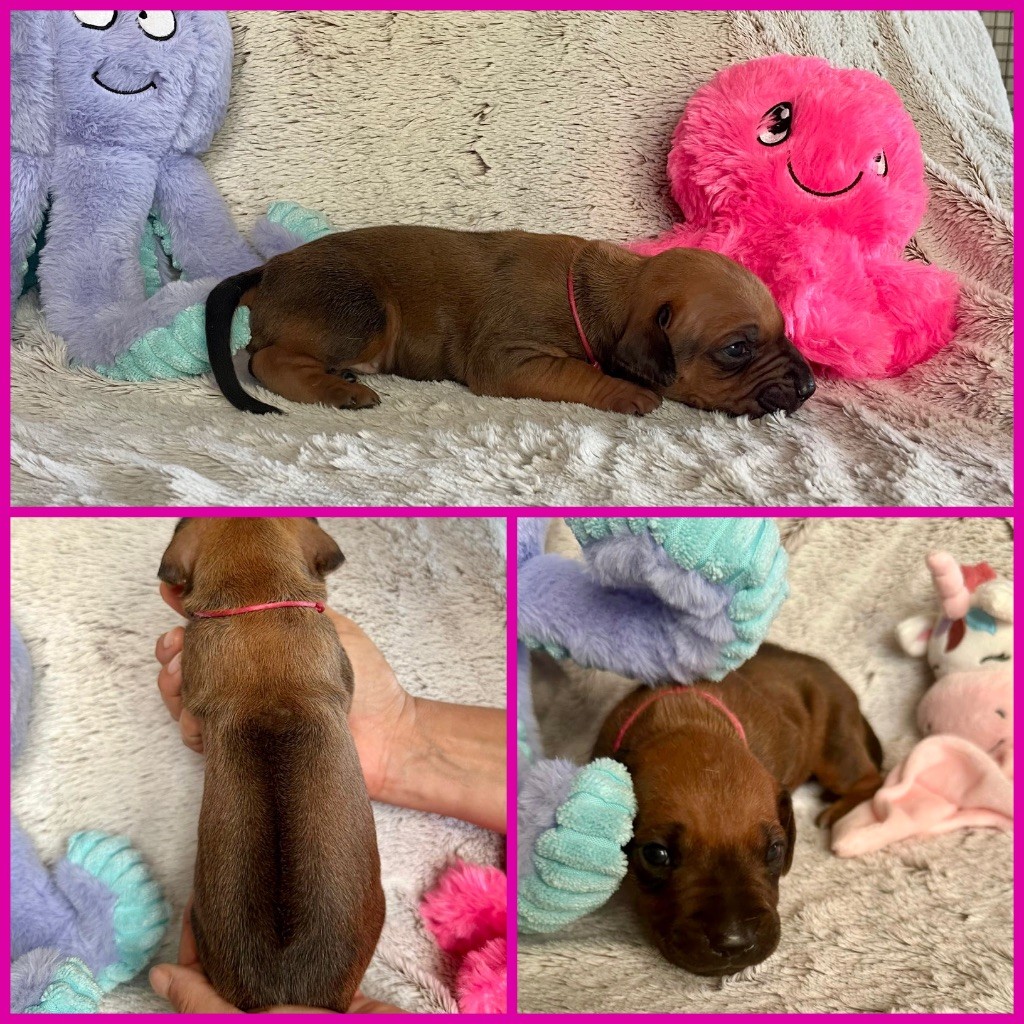 Zubayka Amani - Chiots disponibles - Rhodesian Ridgeback