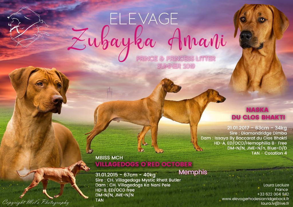 Zubayka Amani - Rhodesian Ridgeback - Portée née le 28/08/2019