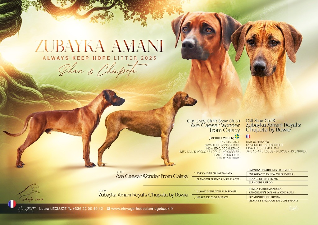 Chiot Rhodesian Ridgeback Zubayka Amani