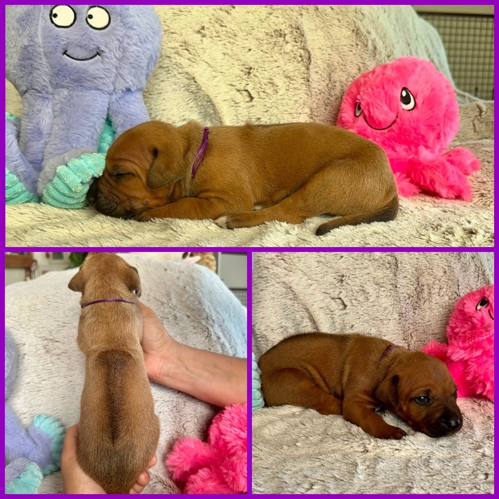 Zubayka Amani - Chiots disponibles - Rhodesian Ridgeback