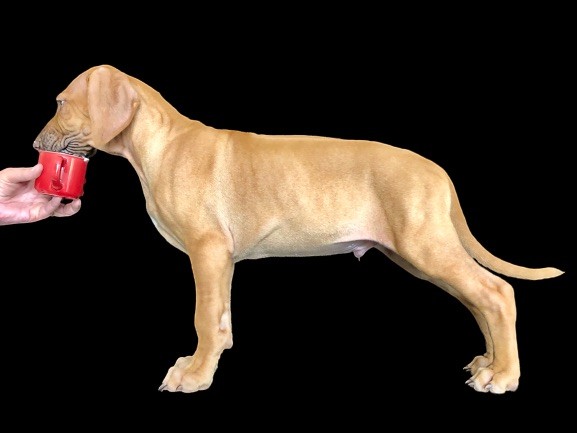 Zubayka Amani - Chiots disponibles - Rhodesian Ridgeback