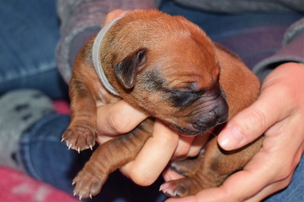 Zubayka Amani - Chiots disponibles - Rhodesian Ridgeback