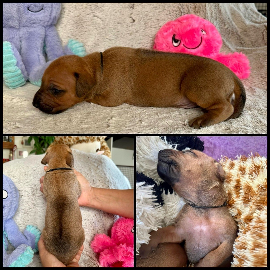 Zubayka Amani - Chiots disponibles - Rhodesian Ridgeback