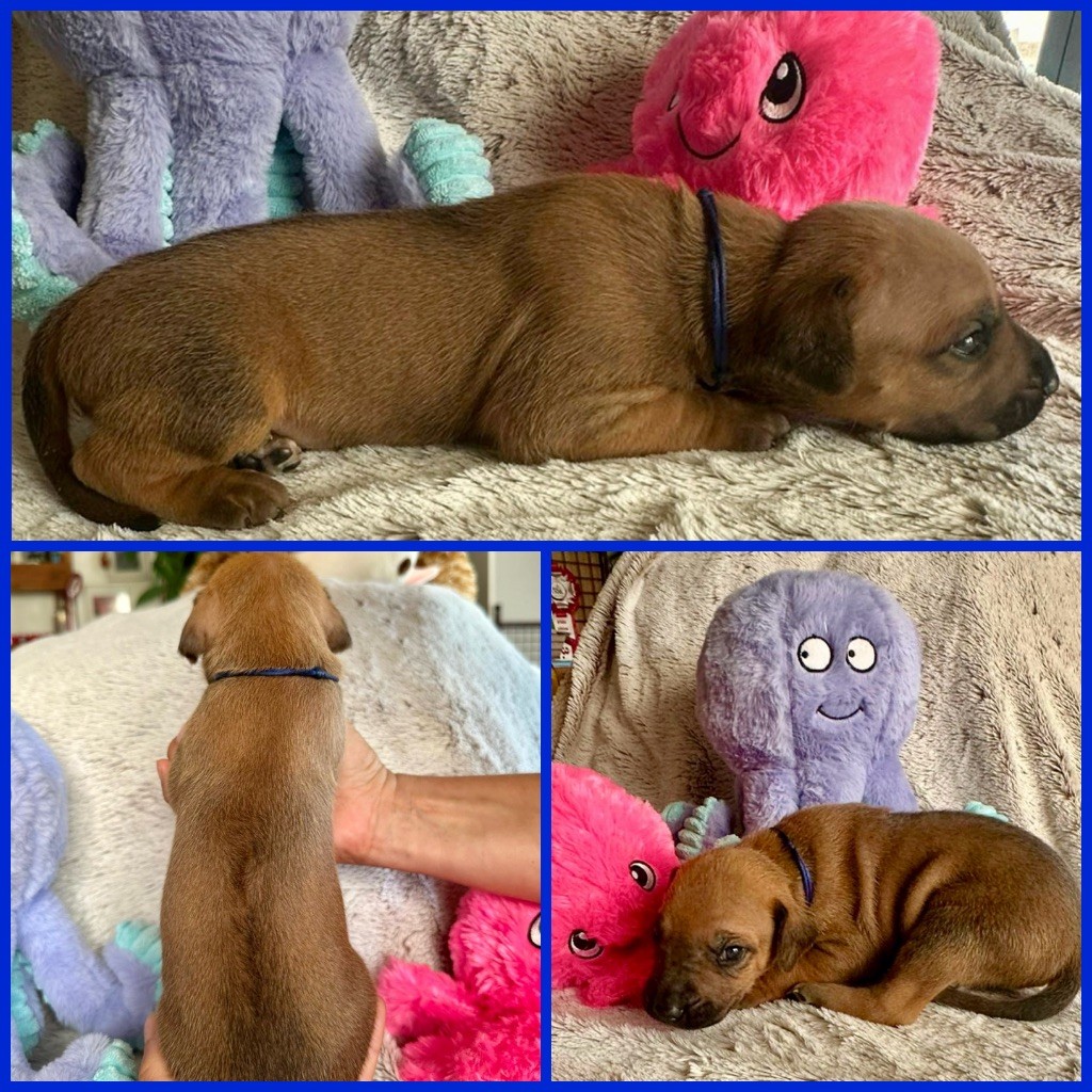 Zubayka Amani - Chiots disponibles - Rhodesian Ridgeback